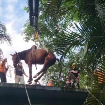 Cavalo caramelo é resgatado após chuvas em Peruíbe